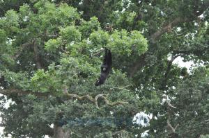 Siamang