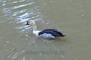 Canard à bosse