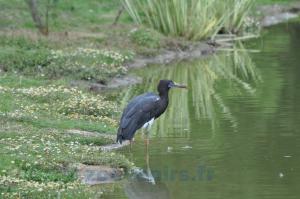 Cigogne d' Abdim