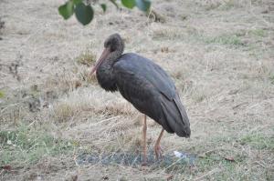 Cigogne noire