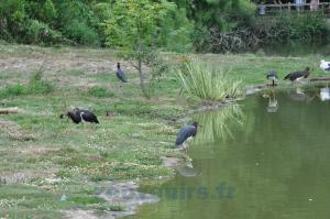 Cigogne d' Abdim - Cigogne noire