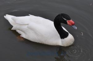 Cygne à cou noir