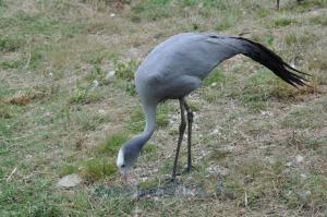 Grue de Paradis