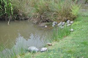 Tortue de Floride