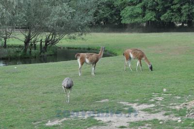 Guanaco - Nandou - 2014