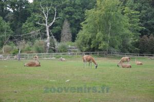 Guanaco