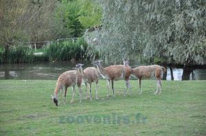 Guanaco