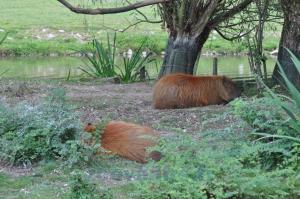 Capybara