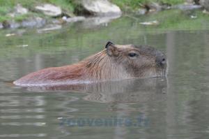 Capybara