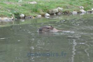 Capybara