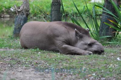 Tapir terrestre - 2014