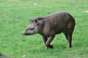 Tapir terrestre