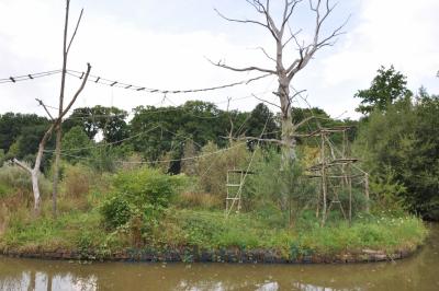 Singe hurleur - 2014