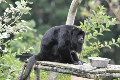 Singe hurleur - 2014