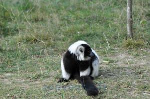 Maki vari noir et blanc