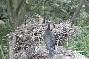 Cormoran