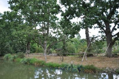 Colobe guéréza - 2014