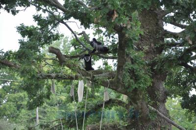 Colobe guéréza - 2014