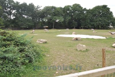 Ane de Somalie - 2014