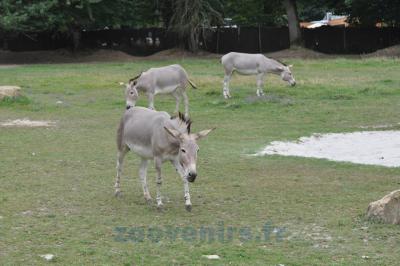 Ane de Somalie - 2014