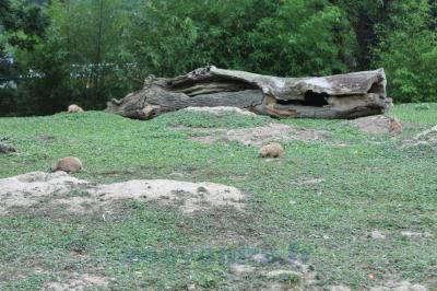 Chien de Prairie - 2014