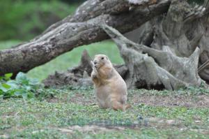 Chien de Prairie