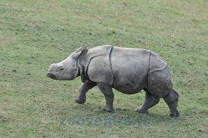 Rhinocéros indien