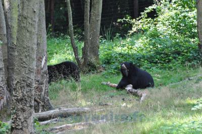 Ours à lunettes - 2013