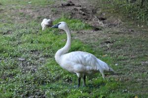 Cygne trompette