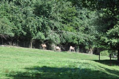 Chameau de Bactriane - 2013