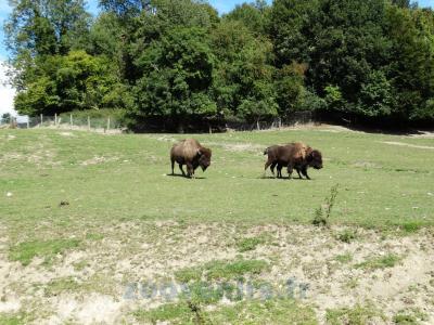 Bison d'Amérique - 2013