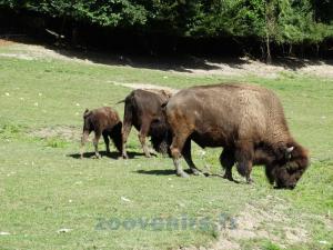 Bison d'Amérique