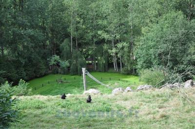 Macaque noir à crête - 2013