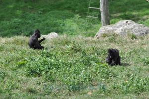 Macaque noir à crête