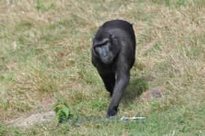 Macaque noir à crête