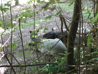 Tapir malais - 2013