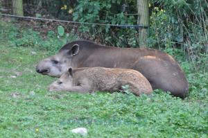 Tapir terrestre