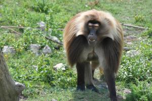 Gelada