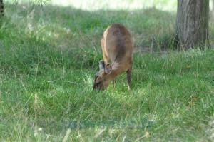 Muntjac de Reeves