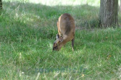 Muntjac de Reeves - 2013
