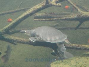 Tortue-molle à épines