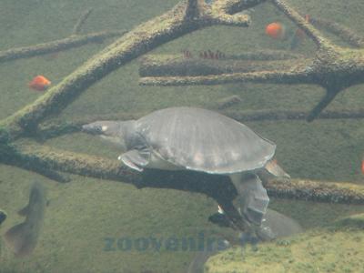 Tortue-molle à épines - 2013