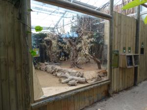 Roussette - Tortue sillonnée