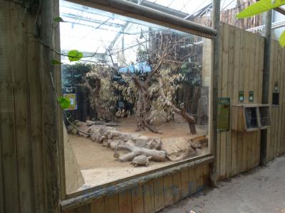 Roussette - Tortue sillonnée - 2013