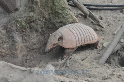 Tatou à 6 bandes - 2013