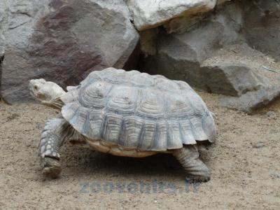 Tortue sillonnée - 2013