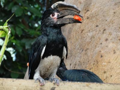 Calao trompette - 2013