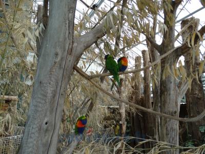 Loriquet de Swainson - 2013