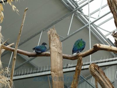 Pigeon nicobar - 2013