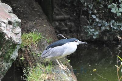 Héron bihoreau - 2013